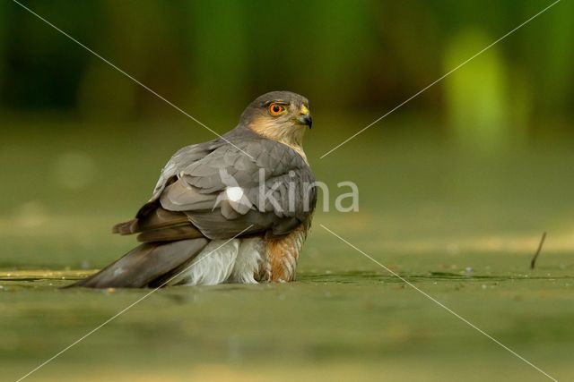Sparrow Hawk (Accipiter nisus)
