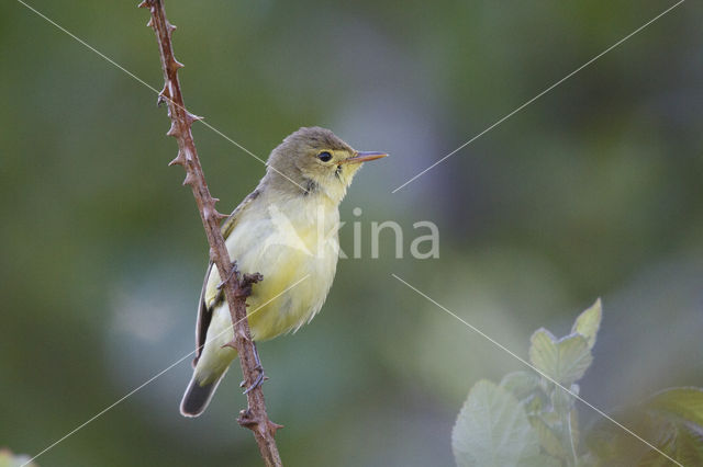 Icterine Warbler (Hippolais icterina)