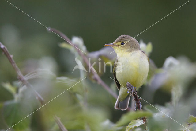 Spotvogel (Hippolais icterina)