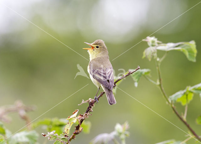 Icterine Warbler (Hippolais icterina)