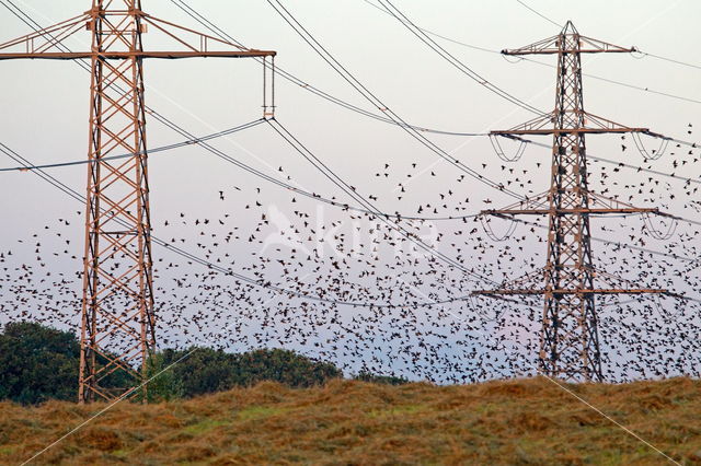 European Starling (Sturnus vulgaris)