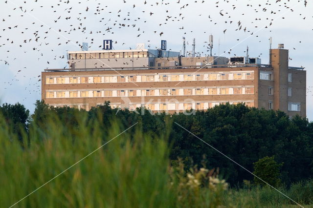 European Starling (Sturnus vulgaris)