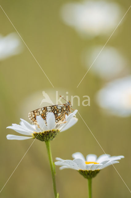 Steppeparelmoervlinder (Melitaea aurelia)