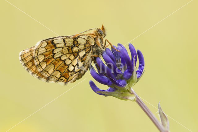 Nickerl's Fritillary (Melitaea aurelia)