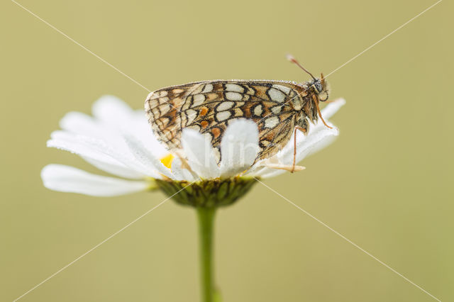 Steppeparelmoervlinder (Melitaea aurelia)