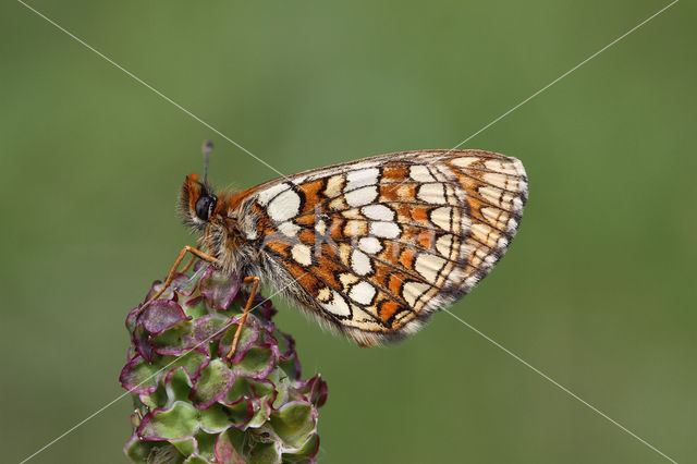 Steppeparelmoervlinder (Melitaea aurelia)