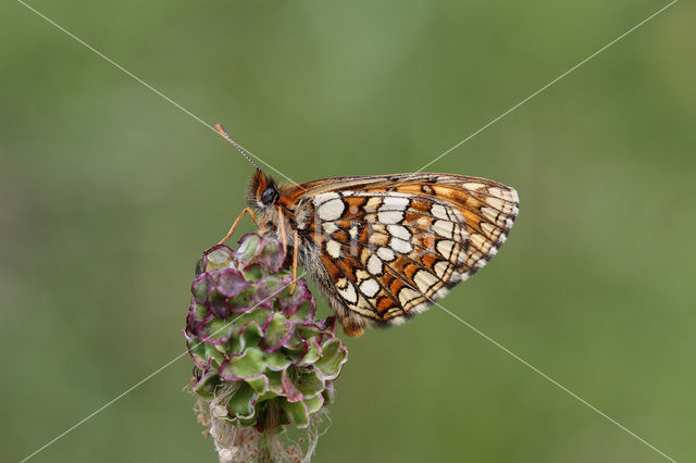 Steppeparelmoervlinder (Melitaea aurelia)