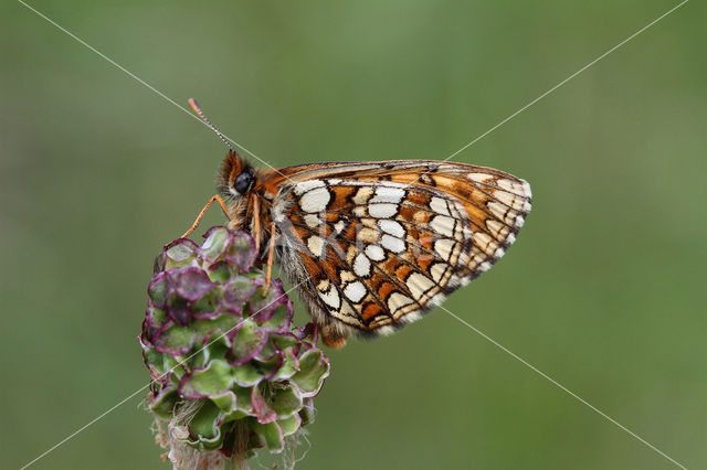 Nickerl's Fritillary (Melitaea aurelia)
