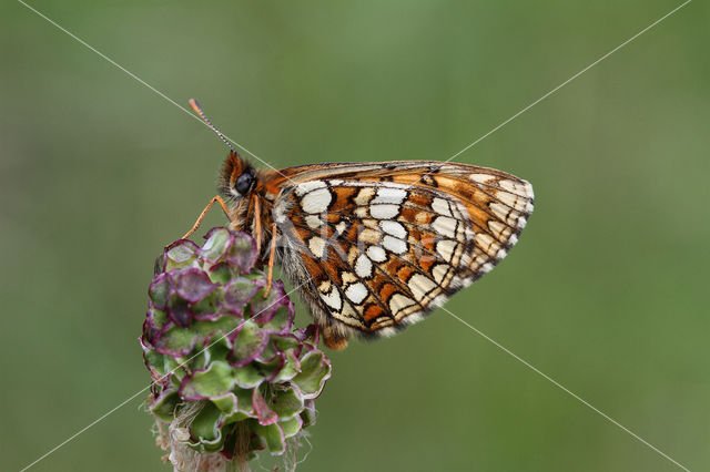 Steppeparelmoervlinder (Melitaea aurelia)