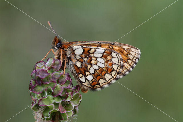 Nickerl's Fritillary (Melitaea aurelia)