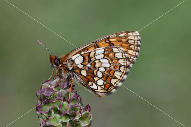 Steppeparelmoervlinder (Melitaea aurelia)