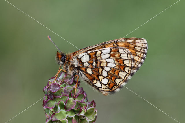 Nickerl's Fritillary (Melitaea aurelia)