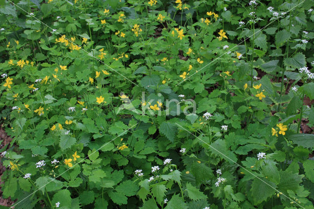 Stinkende gouwe (Chelidonium majus)