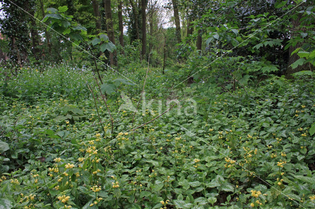 Greater Celandine (Chelidonium majus)