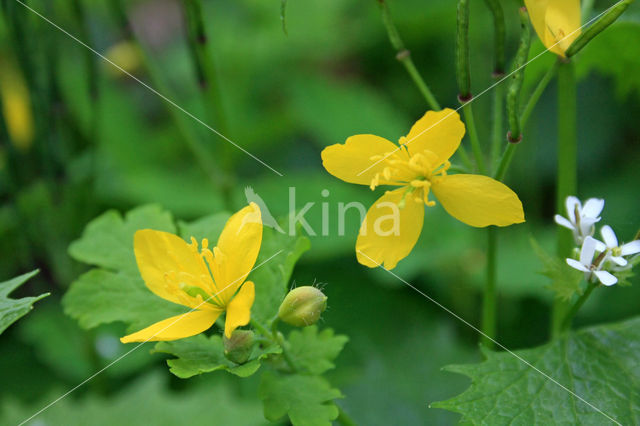 Stinkende gouwe (Chelidonium majus)