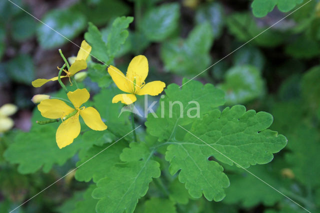 Greater Celandine (Chelidonium majus)