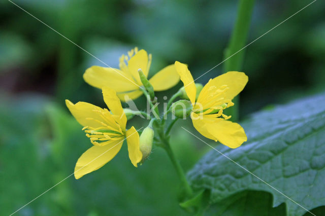 Greater Celandine (Chelidonium majus)