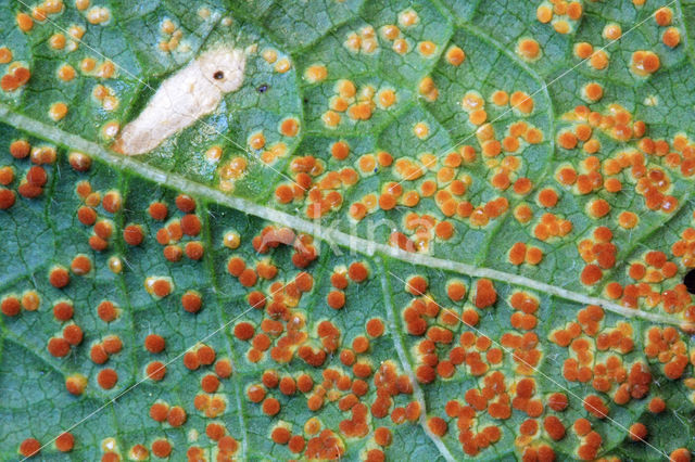 hollyhock rust (Puccinia malvacearum)