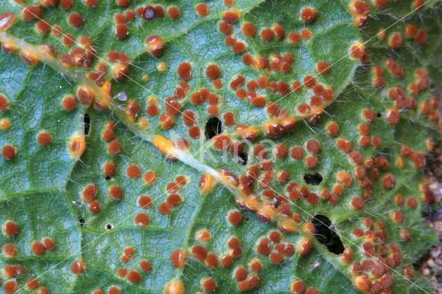 hollyhock rust (Puccinia malvacearum)