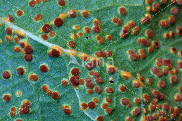 hollyhock rust (Puccinia malvacearum)