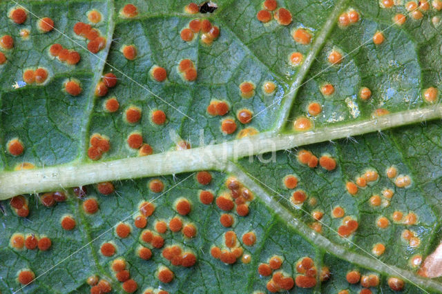 hollyhock rust (Puccinia malvacearum)