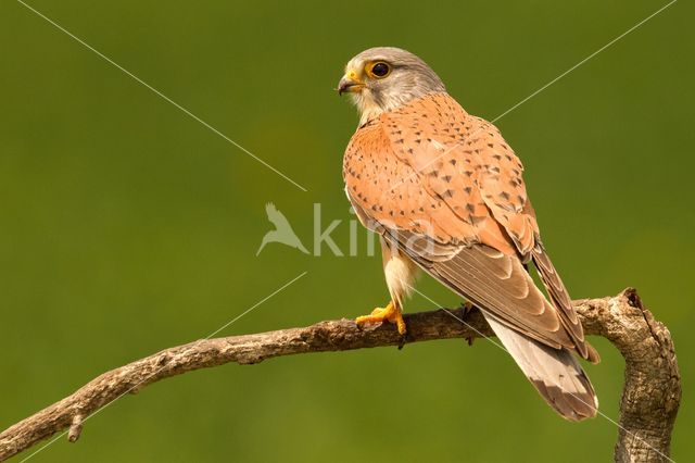 Common Kestrel (Falco tinnunculus)