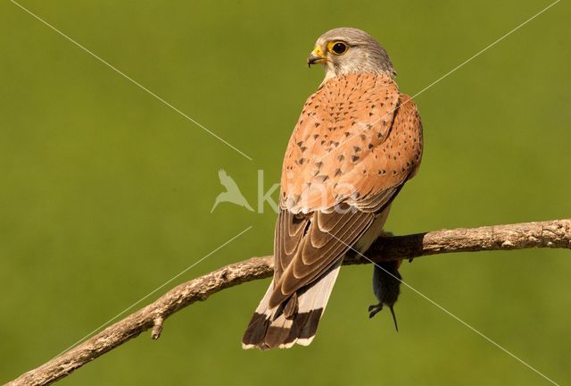 Common Kestrel (Falco tinnunculus)