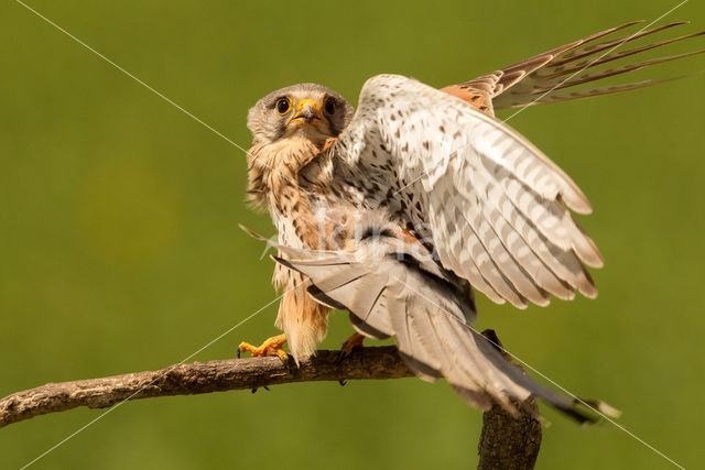 Common Kestrel (Falco tinnunculus)