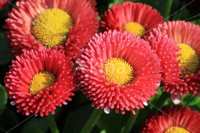 Tuinmadeliefje (Bellis perennis 'Pomponette')