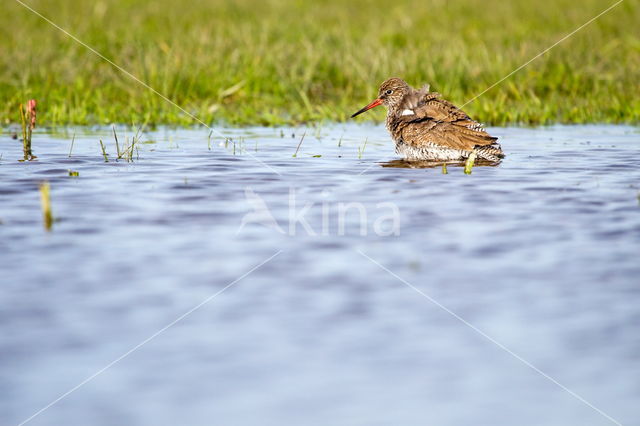 Common Redshank (Tringa totanus)