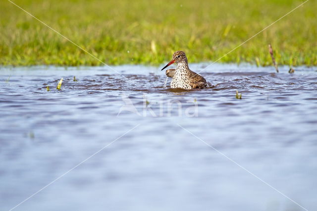 Tureluur (Tringa totanus)