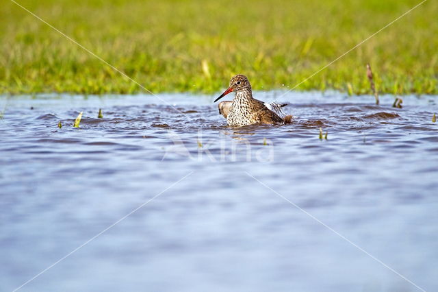 Common Redshank (Tringa totanus)