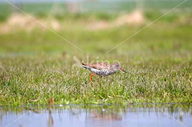 Tureluur (Tringa totanus)