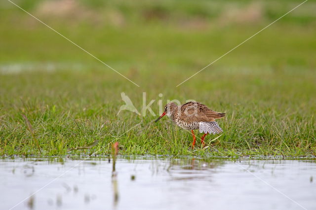 Tureluur (Tringa totanus)