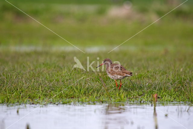 Tureluur (Tringa totanus)