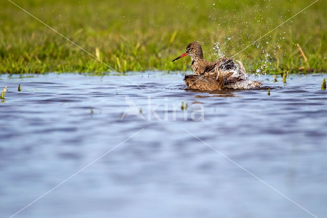 Common Redshank (Tringa totanus)