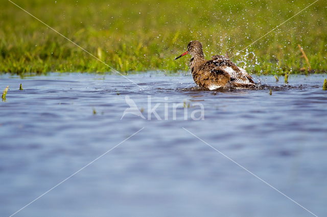 Common Redshank (Tringa totanus)