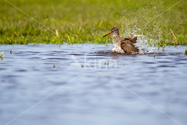 Common Redshank (Tringa totanus)