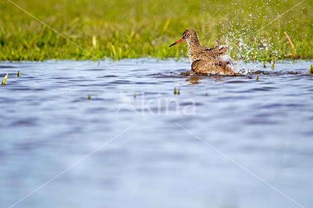 Common Redshank (Tringa totanus)