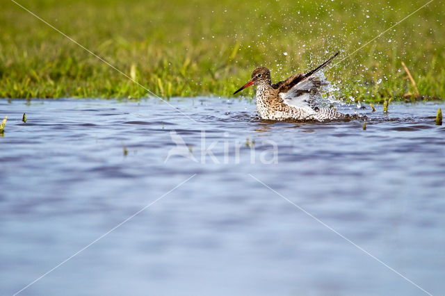 Common Redshank (Tringa totanus)