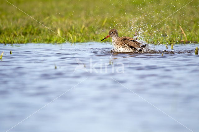 Common Redshank (Tringa totanus)