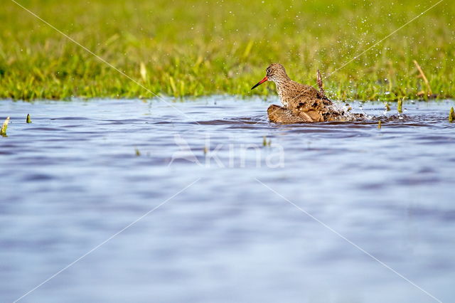 Common Redshank (Tringa totanus)