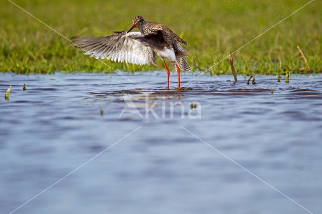 Common Redshank (Tringa totanus)