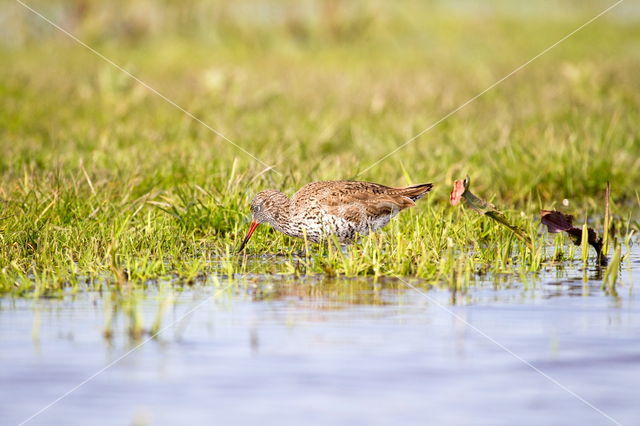 Common Redshank (Tringa totanus)