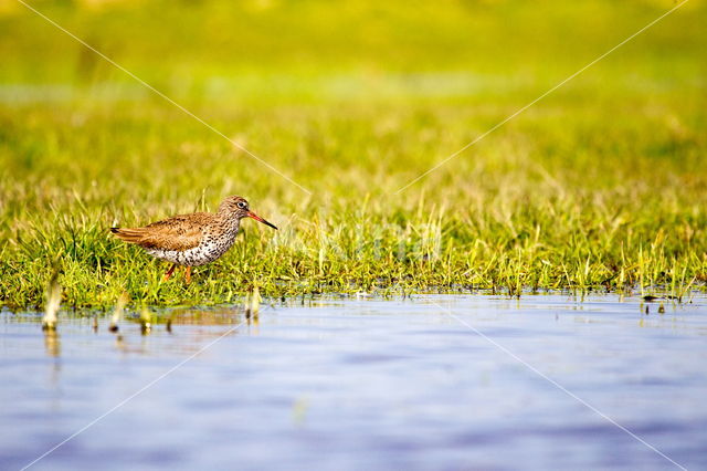 Tureluur (Tringa totanus)