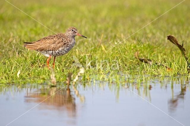 Common Redshank (Tringa totanus)