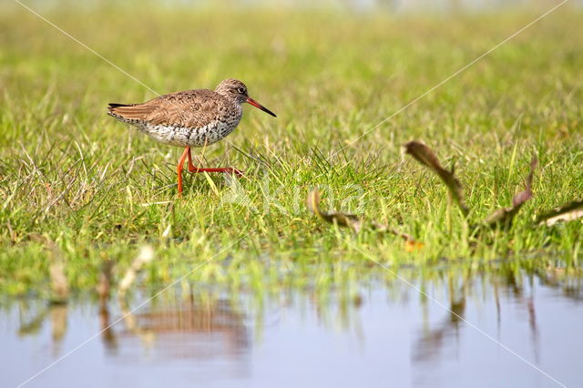 Common Redshank (Tringa totanus)