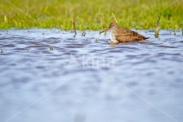 Common Redshank (Tringa totanus)