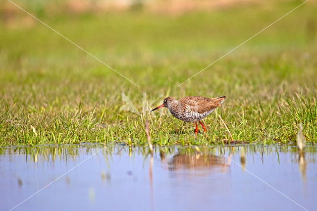 Common Redshank (Tringa totanus)