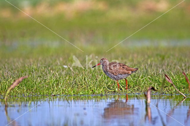 Common Redshank (Tringa totanus)